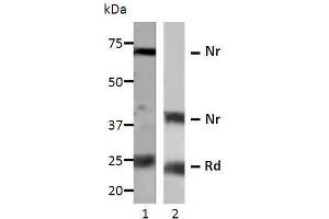 Image no. 2 for anti-Vascular Endothelial Growth Factor (VEGF) (full length) antibody (ABIN2443873)