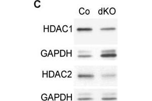 Image no. 13 for anti-Histone Deacetylase 1 (HDAC1) (Center) antibody (ABIN2854776)
