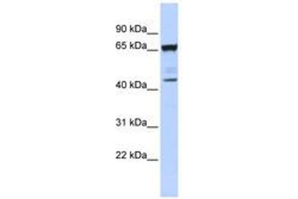 SCML4 抗体  (AA 72-121)