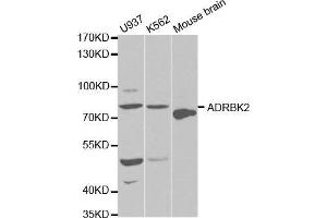 Image no. 2 for anti-Adrenergic, Beta, Receptor Kinase 2 (ADRBK2) antibody (ABIN3022787)