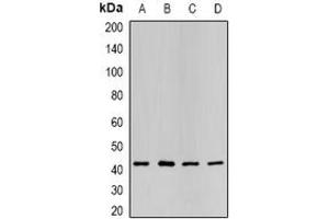 Image no. 1 for anti-Purinergic Receptor P2Y, G-Protein Coupled, 2 (P2RY2) (full length) antibody (ABIN6005894)
