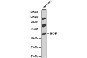 SPDEF/PSE antibody  (AA 1-335)