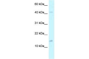 Image no. 1 for anti-Pterin-4 alpha-Carbinolamine Dehydratase/dimerization Cofactor of Hepatocyte Nuclear Factor 1 alpha (TCF1) 2 (PCBD2) (C-Term) antibody (ABIN2788465)
