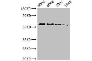 PKHD1 抗体  (AA 520-743)