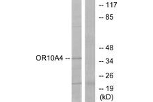 OR10A4 antibody  (AA 261-310)