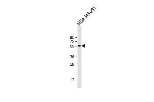 Anti-D Antibody (N-term) at 1:1000 dilution + MDA-MB-231 whole cell lysate Lysates/proteins at 20 μg per lane.