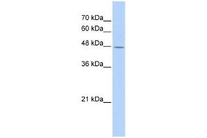 Image no. 1 for anti-TAF7-Like RNA Polymerase II, TATA Box Binding Protein (TBP)-Associated Factor, 50kDa (TAF7L) (Middle Region) antibody (ABIN2785573)