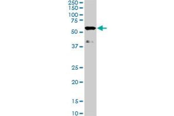 TAB1 antibody  (AA 3-100)