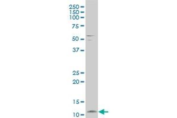 FXYD3 antibody  (AA 21-87)