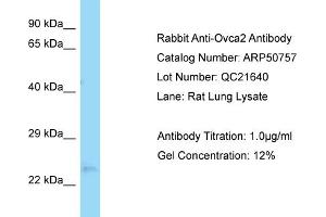 OVCA2 antibody  (Middle Region)