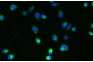 SLC35B4 antibody  (AA 174-200)