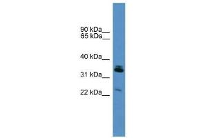 Image no. 1 for anti-Synaptoporin (SYNPR) (Middle Region) antibody (ABIN929244)