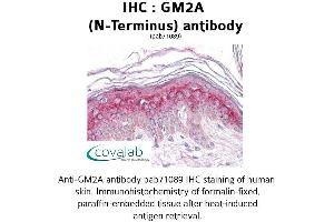 Image no. 2 for anti-GM2 Ganglioside Activator (GM2A) (N-Term) antibody (ABIN1734835)