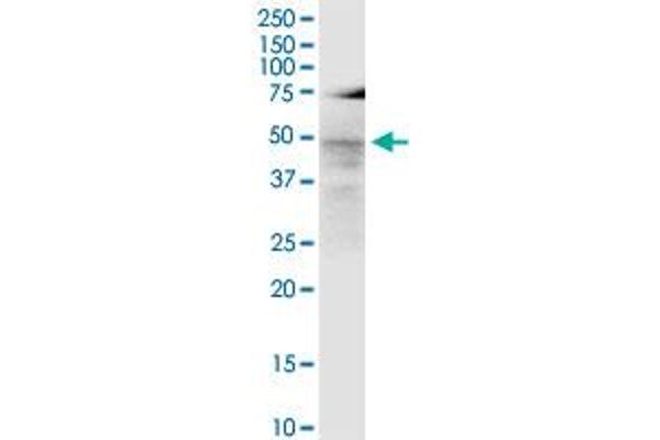 LASS3 antibody  (AA 57-134)