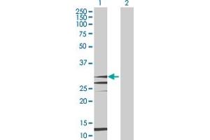 Image no. 2 for anti-Fms-Related tyrosine Kinase 3 Ligand (FLT3LG) (AA 1-235) antibody (ABIN515762)