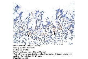 Image no. 1 for anti-Heterogeneous Nuclear Ribonucleoprotein A1-Like 2 (HNRNPA1L2) (N-Term) antibody (ABIN2778720)