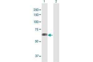 Western Blot analysis of RPN2 expression in transfected 293T cell line by RPN2 MaxPab polyclonal antibody.