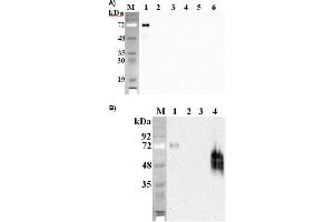 Image no. 1 for anti-delta-Like 1 Homolog (Drosophila) (DLK1) (Extracellular Domain) antibody (ABIN1169190)