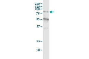 Image no. 1 for anti-Zinc Finger Protein 14 Homolog (ZFP14) (AA 70-161) antibody (ABIN2565995)
