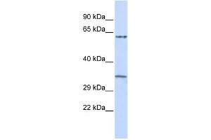 Image no. 1 for anti-Tripartite Motif Containing 8 (TRIM8) (Middle Region) antibody (ABIN2775917)