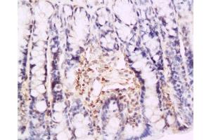 Image no. 3 for anti-Selectin P (Granule Membrane Protein 140kDa, Antigen CD62) (SELP) (AA 701-768) antibody (ABIN670131)