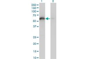 Image no. 2 for anti-BCL2-Associated Athanogene 4 (BAG4) (AA 1-457) antibody (ABIN523015)