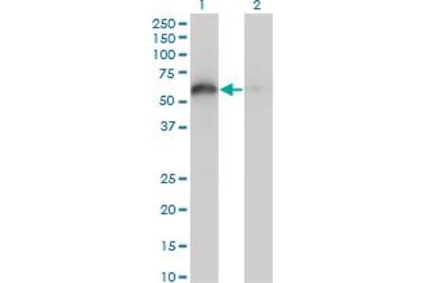BAG4 antibody  (AA 1-457)