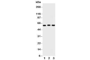 Western blot testing of PKM2 antibody and Lane 1:  HeLa