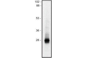 Western blot of  mouse thymocyte lysate (1% SDS); non-reduced