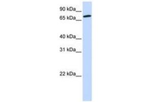 Image no. 1 for anti-Component of Oligomeric Golgi Complex 4 (COG4) (AA 576-625) antibody (ABIN6743815)