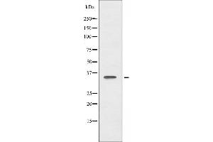Image no. 1 for anti-Forkhead Box L1 (FOXL1) (Internal Region) antibody (ABIN6257186)