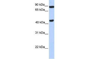 Image no. 1 for anti-Neuronal PAS Domain Protein 2 (NPAS2) (N-Term) antibody (ABIN2780438)