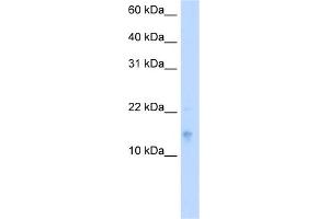 Image no. 1 for anti-Vesicle-Associated Membrane Protein 5 (Myobrevin) (VAMP5) (Middle Region) antibody (ABIN2782727)