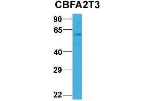 Image no. 4 for anti-Core-binding Factor, Runt Domain, alpha Subunit 2, Translocated To, 3 (CBFA2T3) (N-Term) antibody (ABIN2778220)