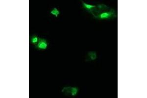 Image no. 5 for anti-Host Cell Factor C2 (HCFC2) antibody (ABIN1498601)