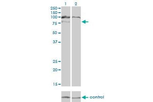 anti-Hepatocyte Growth Factor-Regulated tyrosine Kinase Substrate (HGS) (AA 513-612) antibody