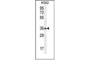 Image no. 1 for anti-Ets Variant 2 (ETV2) (AA 68-97), (N-Term) antibody (ABIN952132)