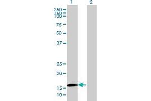 Image no. 2 for anti-Lymphocyte Antigen 96 (LY96) (AA 19-160) antibody (ABIN2565674)