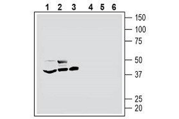 anti-5-Hydroxytryptamine (serotonin) Receptor 7 (Adenylate Cyclase-Coupled) (HTR7) (AA 73-84), (Extracellular), (N-Term) antibody