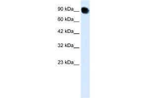MED16 antibody  (C-Term)