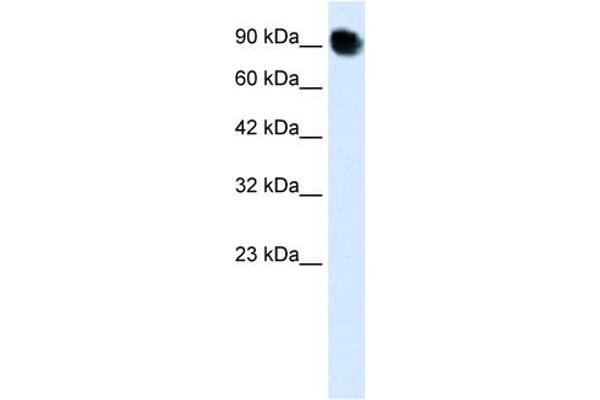 MED16 antibody  (C-Term)