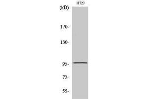 Image no. 1 for anti-Dimethylglycine Dehydrogenase (DMGDH) (C-Term) antibody (ABIN3184319)