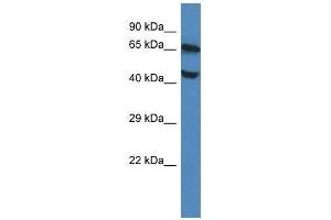 Image no. 1 for anti-Feline Leukemia Virus Subgroup C Cellular Receptor 1 (FLVCR1) (Middle Region) antibody (ABIN928754)