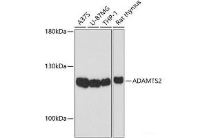 Western blot analysis of extracts of various cell lines using ADAMTS2 Polyclonal Antibody at dilution of 1:1000.