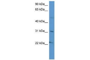 Image no. 1 for anti-Secretogranin III (SCG3) (C-Term) antibody (ABIN2788070)