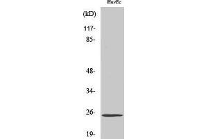 Image no. 1 for anti-Transcription Elongation Factor A (SII)-Like 6 (TCEAL6) (Internal Region) antibody (ABIN3187202)