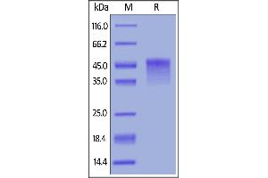 Biotinylated Mouse OX40, His,Avitag on  under reducing (R) condition.