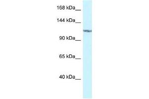 Image no. 1 for anti-Protein Kinase N2 (PKN2) (C-Term) antibody (ABIN926810)
