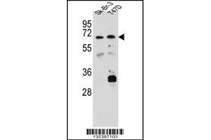 Image no. 2 for anti-Carboxylesterase 4A (CES4A) (AA 533-561), (C-Term) antibody (ABIN656888)