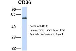 CD36 anticorps  (N-Term)